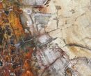 Large, Colorful Petrified Wood Slab - Madagascar #50731-2